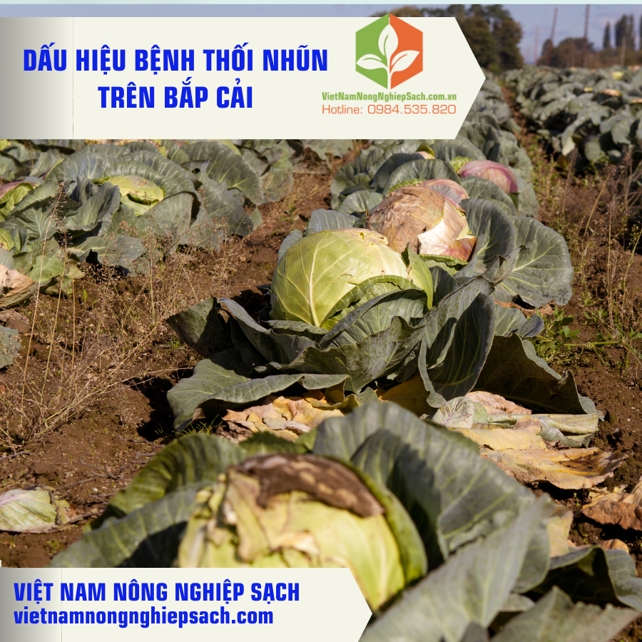 BỆNH THỐI NHŨN TRÊN CÂY BẮP CẢI