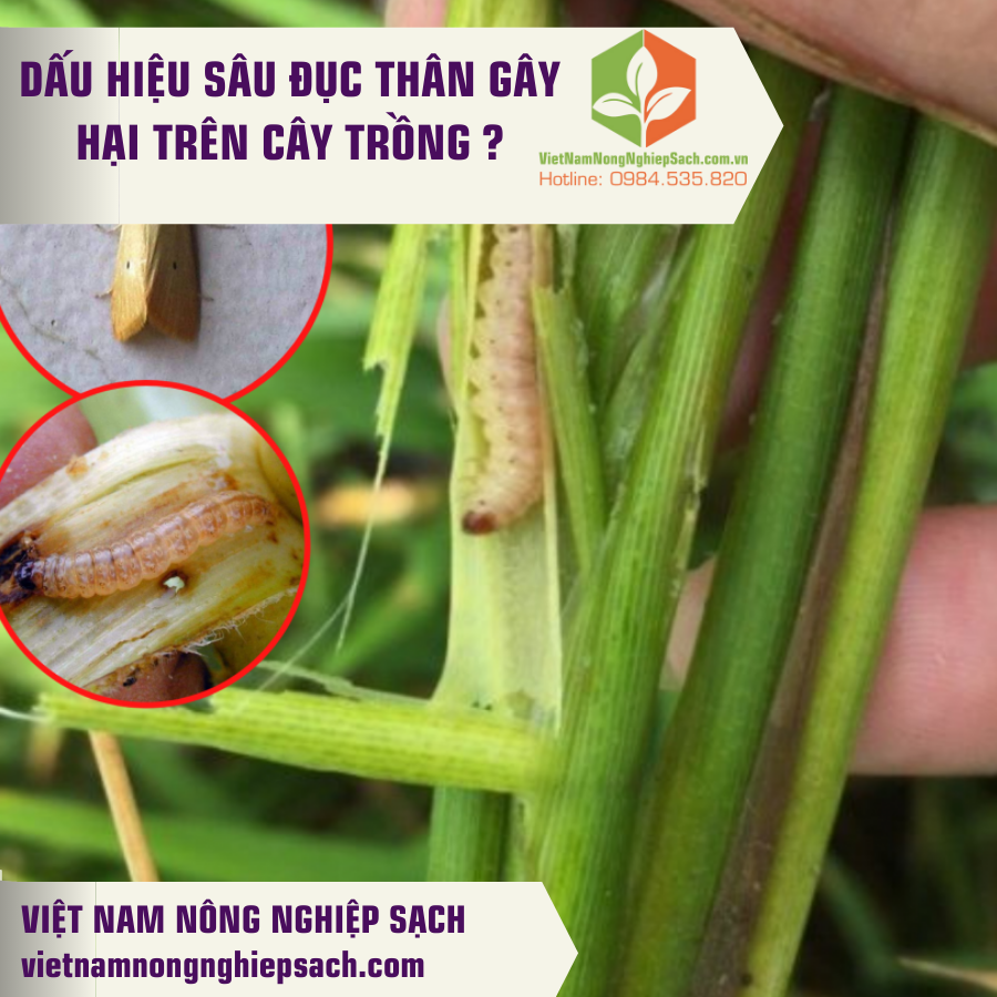 SÂU ĐỤC THÂN GÂY HẠI TRÊN CÂY TRỒNG