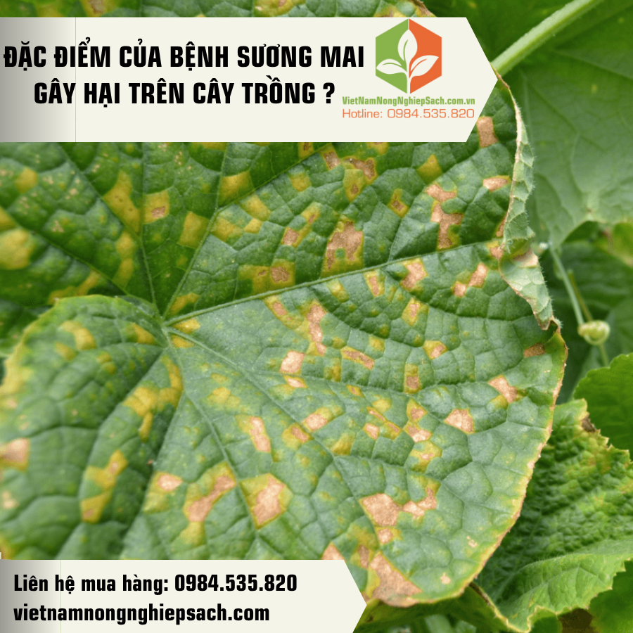ĐẶC ĐIỂM CỦA BỆNH SƯƠNG MAI GÂY HẠI TRÊN CÂY TRỒNG ?
