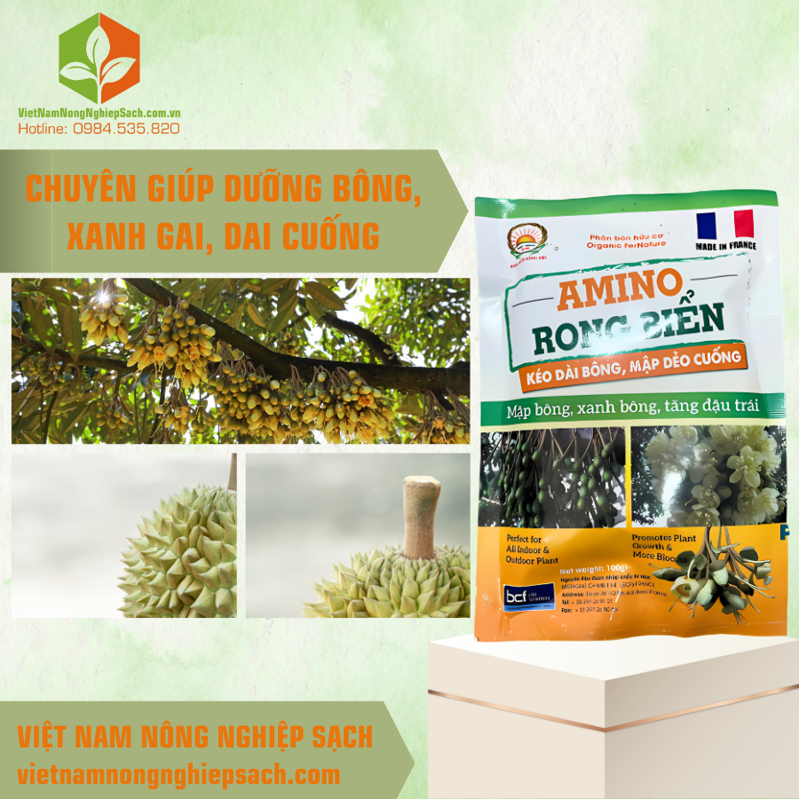 AMINO RONG BIỂN AMINO RONG BIỂN