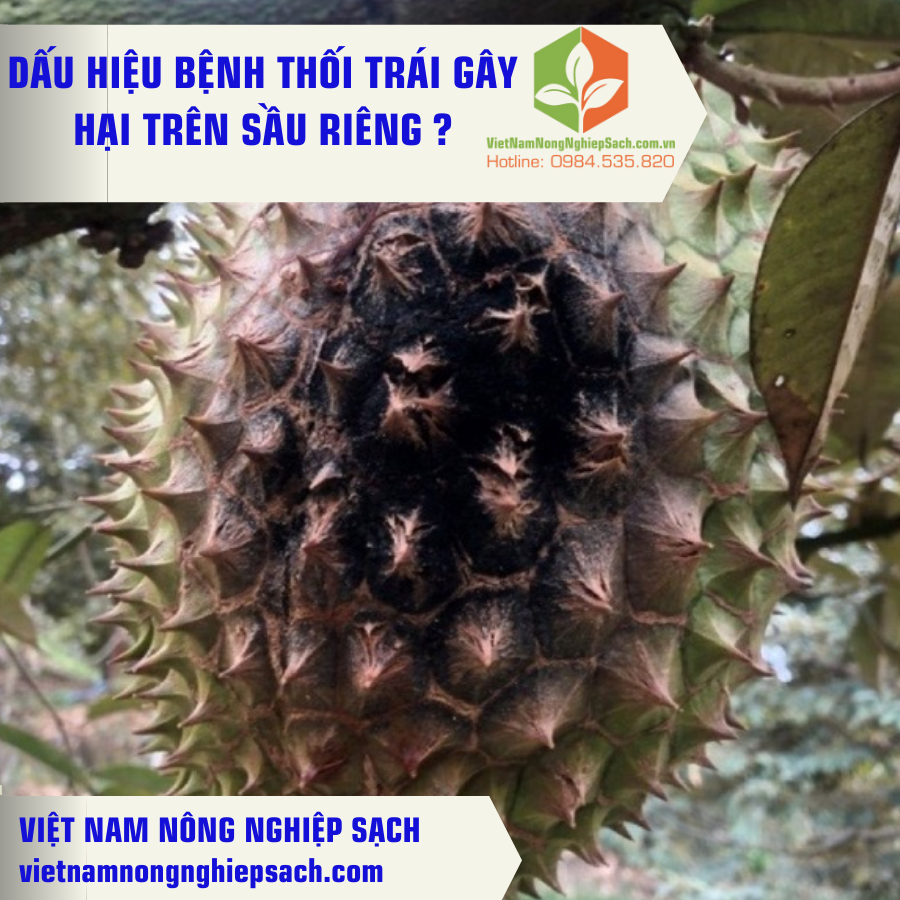 DẤU HIỆU BỆNH THỐI TRÁI GÂY HẠI TRÊN SẦU RIÊNG ?