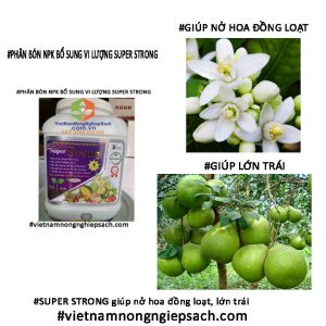 SUPER-STRONG-nở-hoa