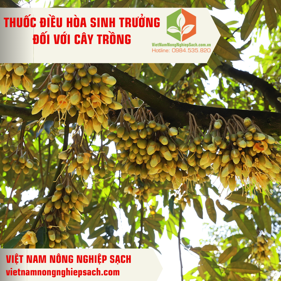 THUỐC ĐIỀU HÒA SINH TRƯỞNG TRÊN CÂY TRỒNG 
