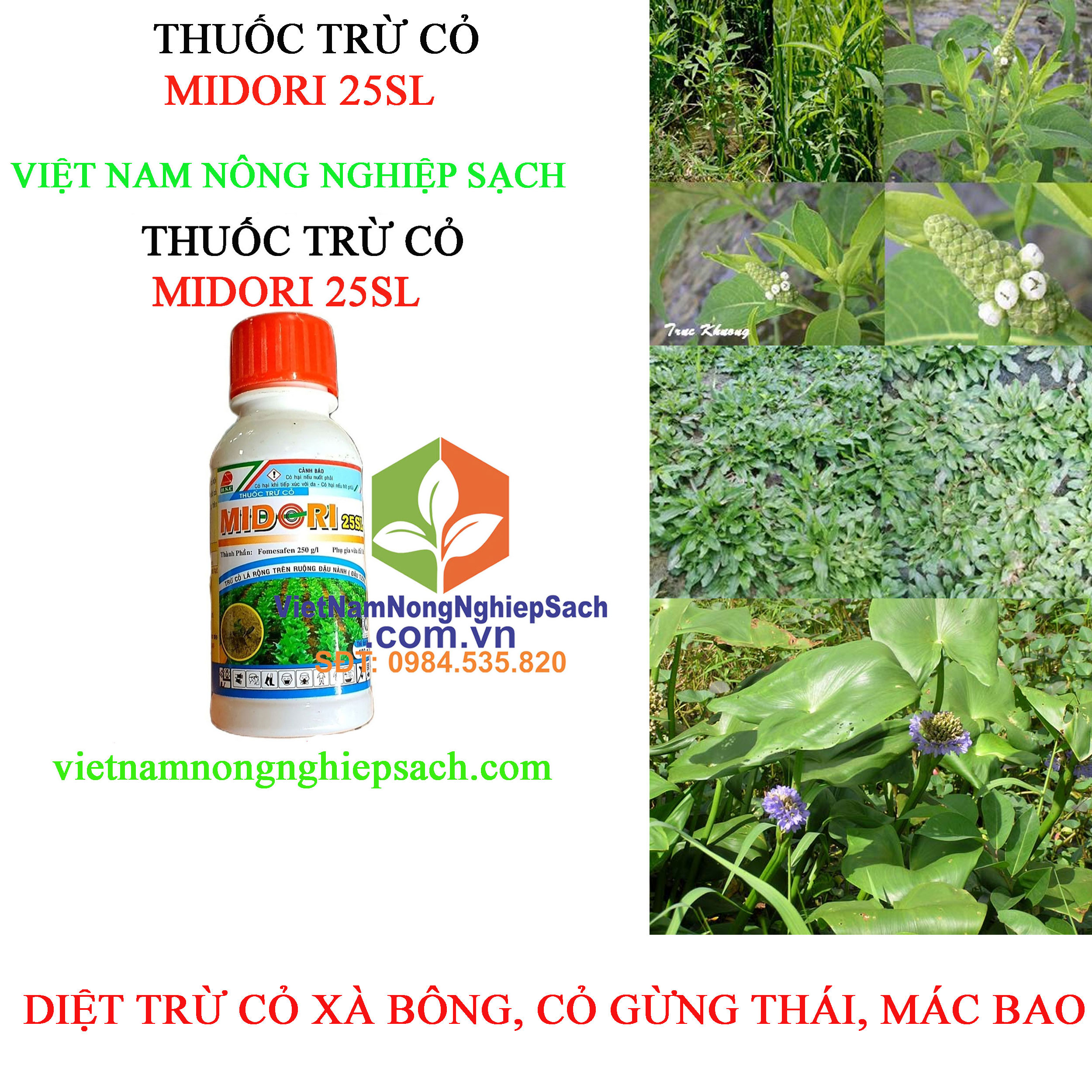 MIDORI-25SL-CỎ-XÀ-BÔNG