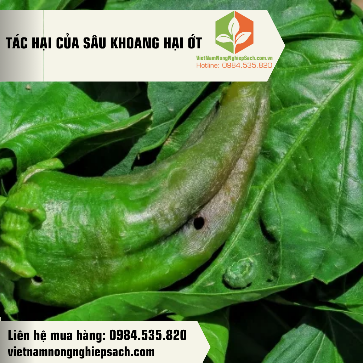 TÁC HẠI CỦA SÂU KHOANG HẠI ỚT