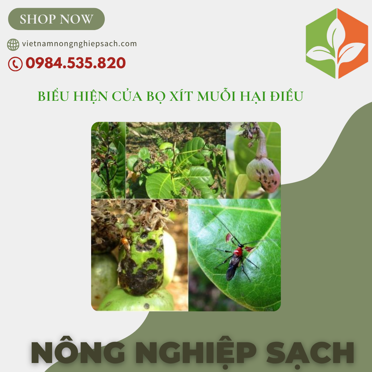 BIỂU HIỆN CỦA BỌ XÍT MUỖI HẠI ĐIỀU