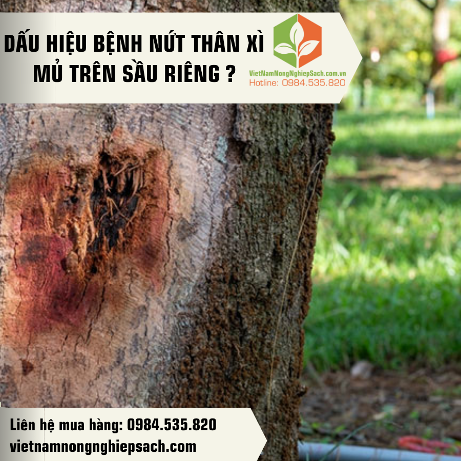 CHẾ PHẨM SINH HỌC CHUYÊN TRỊ SẠCH BỆNH NỨT THÂN XÌ MỦ
