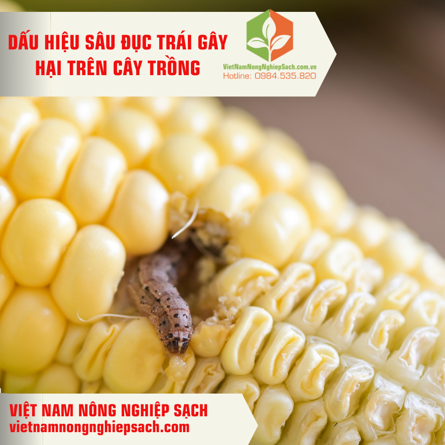 SÂU ĐỤC TRÁI GÂY HẠI TRÊN CÂY TRỒNG