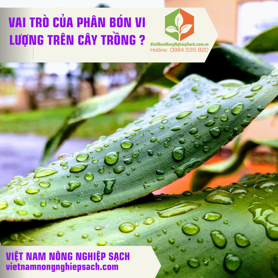 VAI TRÒ CỦA PHÂN BÓN VI LƯỢNG TRÊN CÂY TRỒNG ?