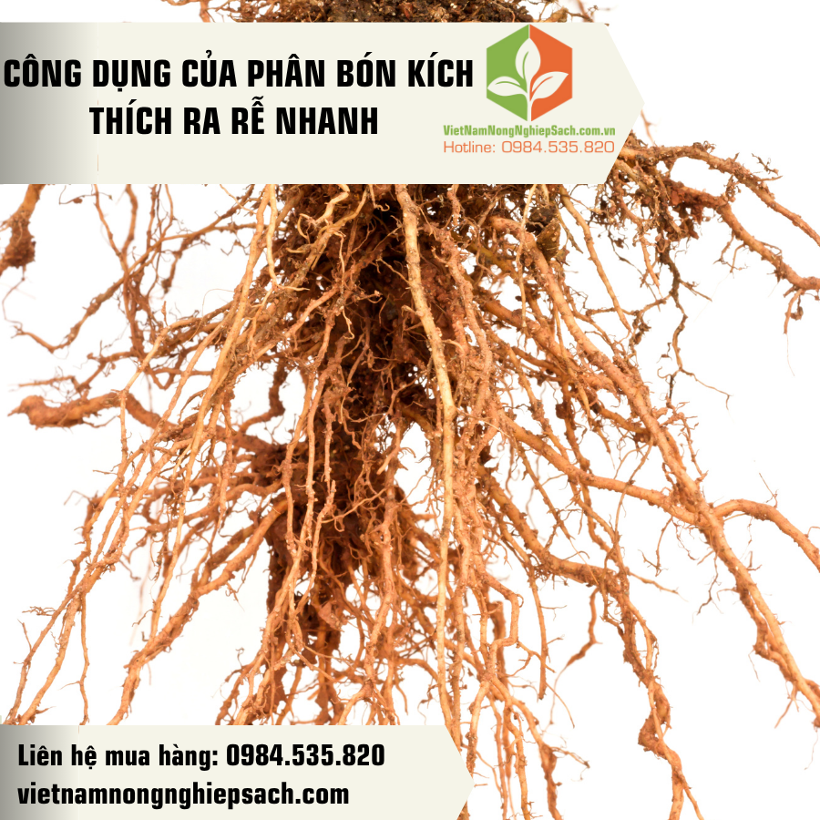 CÔNG DỤNG CỦA PHÂN BÓN KÍCH THÍCH RA RỄ NHANH ?