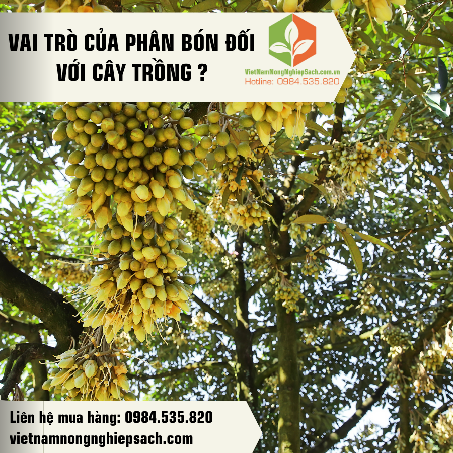 VAI TRÒ CỦA PHÂN BÓN ĐỐI VỚI CÂY TRỒNG ?