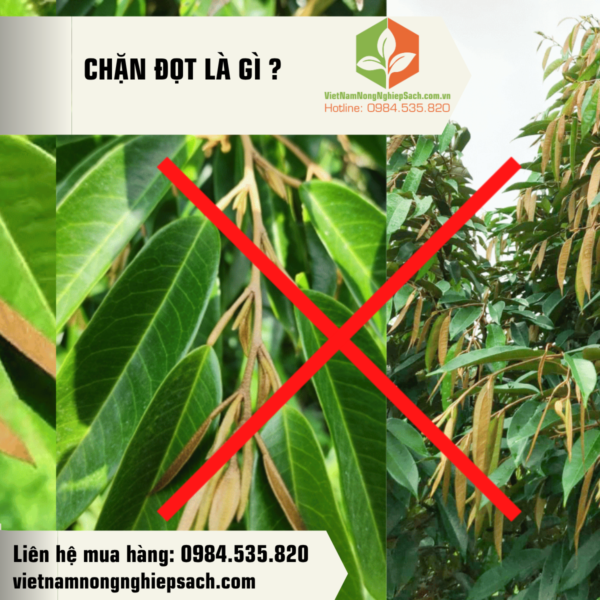 CHẶN ĐỌT LÀ GÌ
