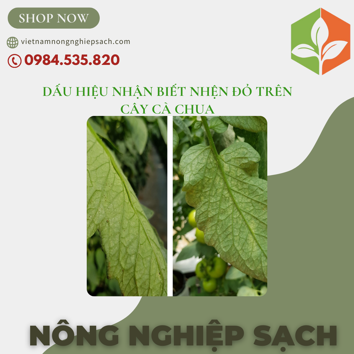 DẤU HIỆU NHẬN BIẾT NHỆN ĐỎ TRÊN CÂY CÀ CHUA
