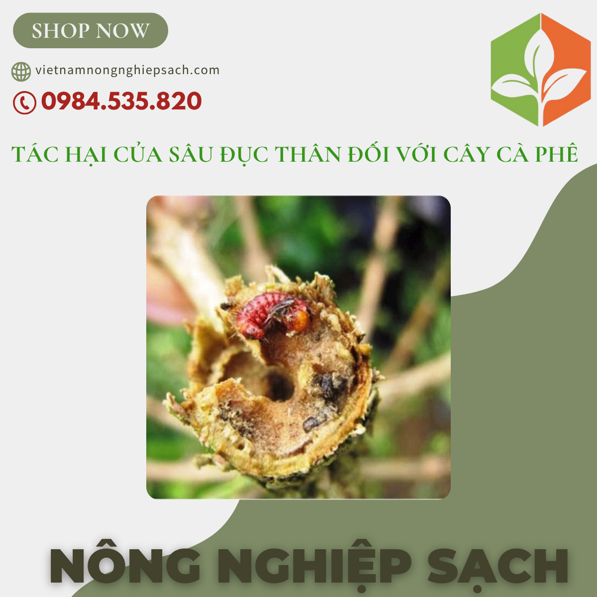 TÁC HẠI CỦA SÂU ĐỤC THÂN ĐỐI VỚI CÂY CÀ PHÊ TÁC HẠI CỦA SÂU ĐỤC THÂN ĐỐI VỚI CÂY CÀ PHÊ