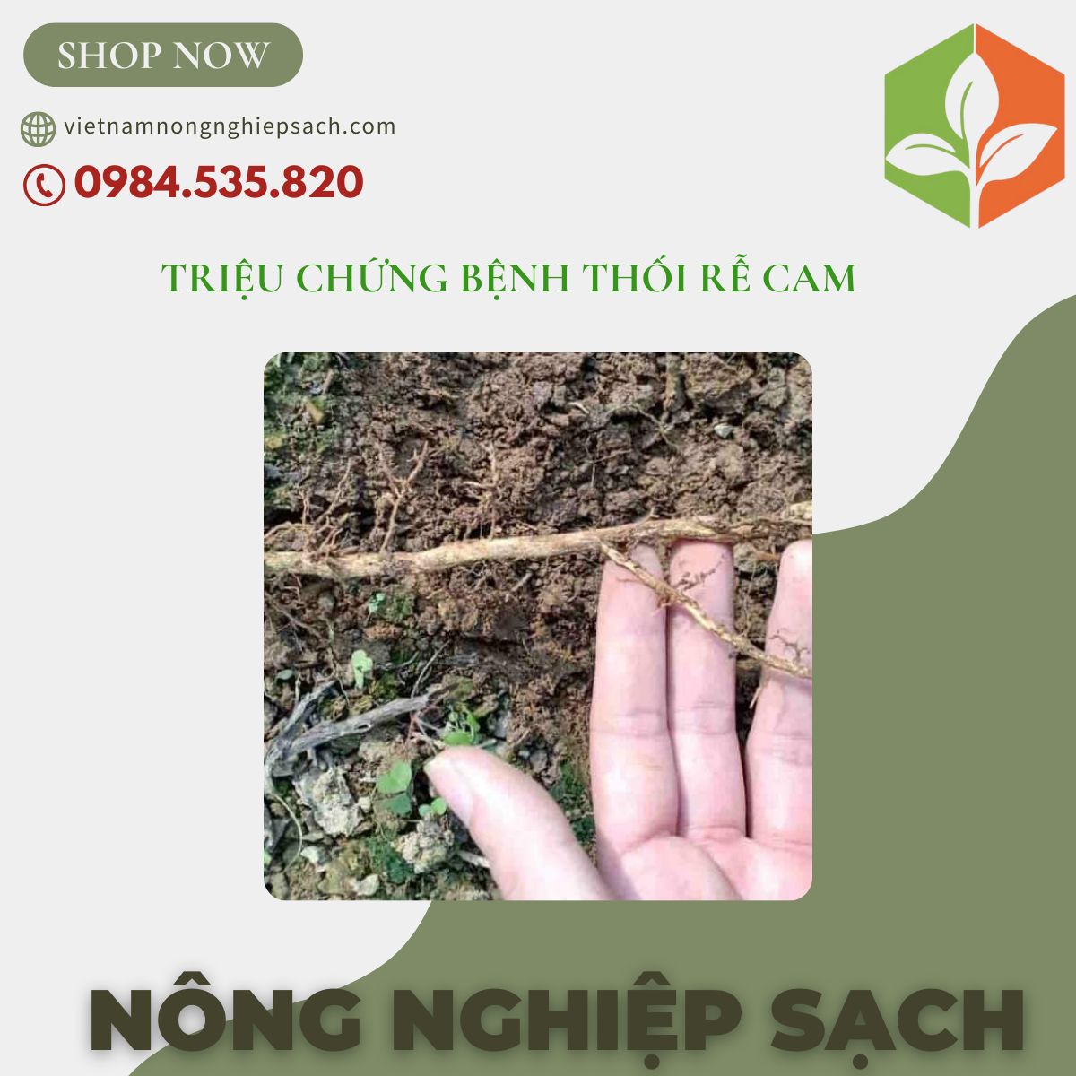 TRIỆU CHỨNG BỆNH THỐI RỄ CAM