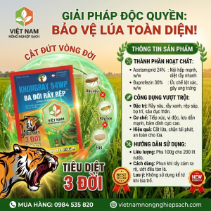 KHONGRAY 54WP HIỆU BA ĐỜI RẦY RỆP